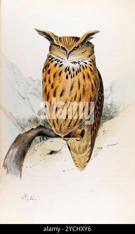 Eagle Owl. Plaque 21. Meyer's British Birds 1842. Banque D'Images