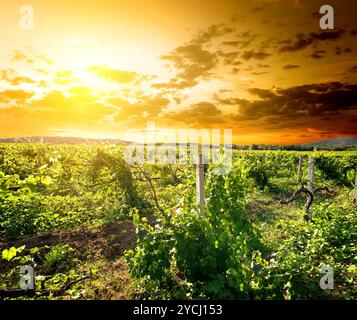 Green vinyard au sunrise en Crimée Banque D'Images