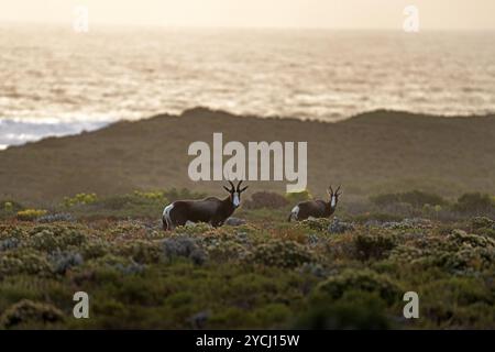 Antilope dans les buissons. Troupeau de bontebok dans le parc Cape of Good Hope. Safari en Afrique. Banque D'Images