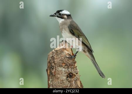 Bulbul Pycnonotus sinensis aéré à la lumière Banque D'Images