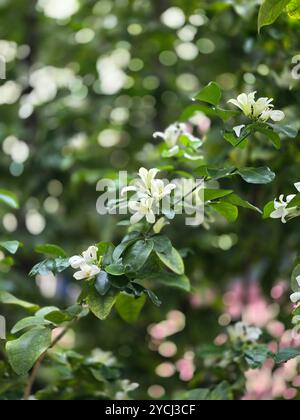 Murraya Orange Jasmin Flowers Banque D'Images