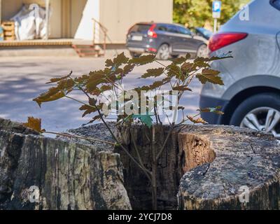 Un petit arbre sur une souche Banque D'Images