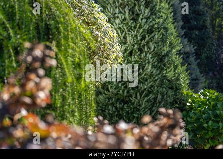 Ce jardin vibrant présente une variété d'arbres verts luxuriants et un feuillage coloré, reflétant la beauté de la lumière du soleil d'automne filtrant à travers divers p Banque D'Images