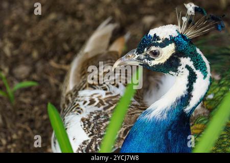 Portrait d'un paon pied argenté (Pavo cristatus), qui a été élevé avec le cacahuète pied bleu indien et le cacahuète blanc Banque D'Images