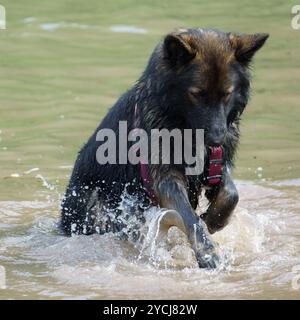 Un chien berger allemand de race pure creusant tout en jouant dans l'eau Banque D'Images