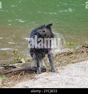 Un berger allemand de race pure se secouant de l'eau après avoir nagé dans une rivière Banque D'Images