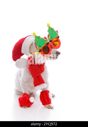 Chien heureux à Noël portant des lunettes comiques santa chapeau et costume Banque D'Images