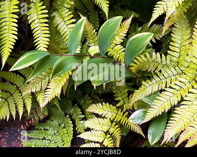 Les plantes du phoque de Salomon poussent dans un jardin d'ombre rempli de fougères. Banque D'Images