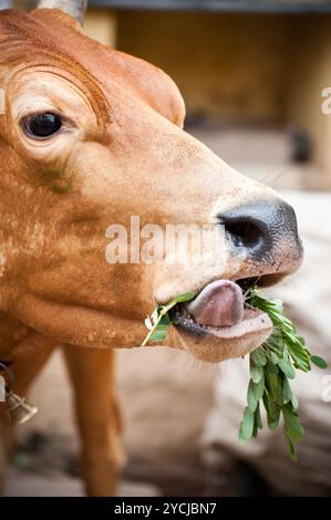 Les Indiens mangent de l'herbe à la vache sacrée. L'Inde du Sud, Tamil Nadu Banque D'Images