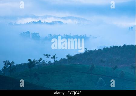 Lever tôt le matin avec brouillard à la plantation de thé. Munnar, Kerala, Inde. Nature fond Banque D'Images