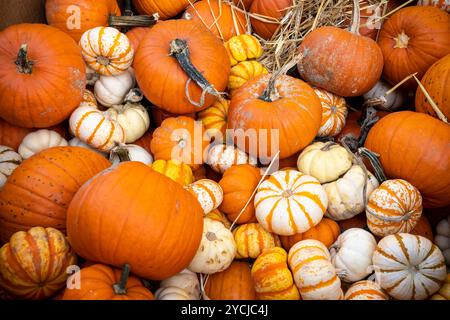 Citrouilles chez un vendeur de fruits et légumes à New York le samedi 19 octobre 2024. (© Richard B. Levine) Banque D'Images