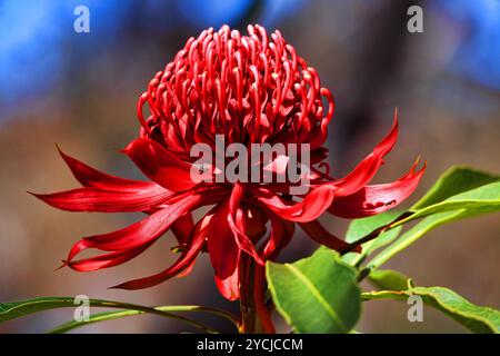 Waratah fleurit dans le Bush sous le soleil printanier en Nouvelle-Galles du Sud, Australie Banque D'Images