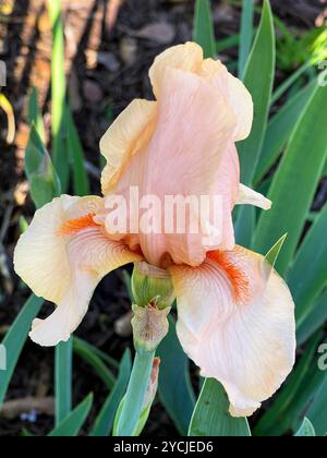 Une seule fleur d'une belle plante d'Iris couleur pêche. C'est une couleur inhabituelle pour un Iris. Banque D'Images