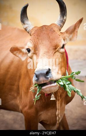 Les Indiens mangent de l'herbe à la vache sacrée. L'Inde du Sud, Tamil Nadu, Banque D'Images