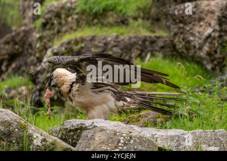 Hawk Gypactus barbatus avec des ailes swungout se nourrit de viande dans le paysage alpin d'été Banque D'Images