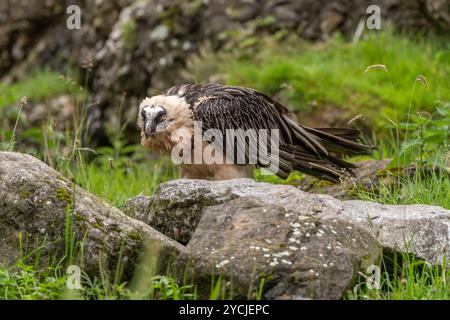 Rare vautour barbu, Gypactus barbatus, faucon, assis dans la végétation alpine d'été, tête dessus, espace de copie, gros plan Banque D'Images