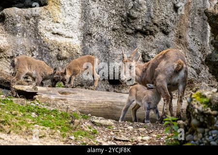 Alpine Capra Ibex mère allaitant son jeune avec deux autres jeunes combattant avec la tête qui s'affronte en arrière-plan, Steinbock Banque D'Images