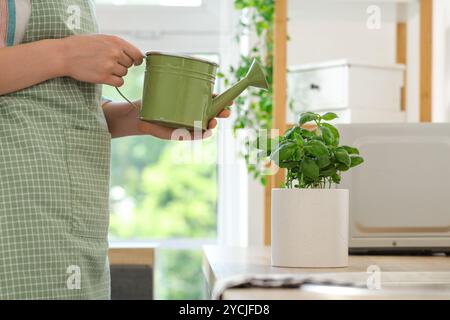 Femme arrosant la plante de basilic dans la cuisine Banque D'Images