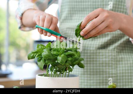 Femme coupant la plante de basilic dans la cuisine, gros plan Banque D'Images