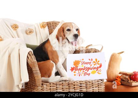 Chien Beagle mignon assis sur un fauteuil en osier avec des citrouilles et une carte de voeux pour Thanksgiving Day sur fond blanc Banque D'Images