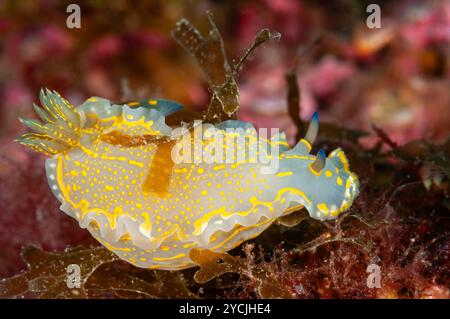 Felimare picta, grosse nudibranche, Cadaques, Costa Brava, Espagne Banque D'Images