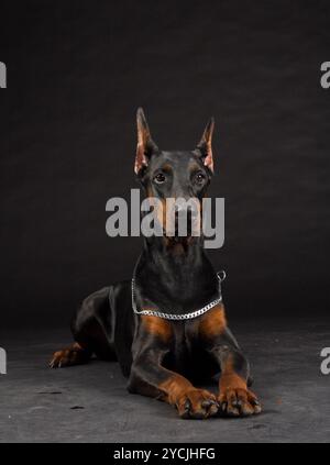 Dobermann portrait sur noir. Portrait de chien femelle. Banque D'Images