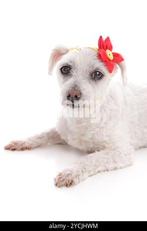 Petit petit terrier maltais blanc couché. Porter une écharpe en bandana jaune avec une fleur décorative rouge et jaune. Fond blanc Banque D'Images