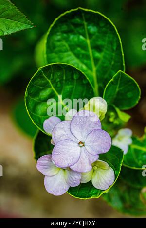 L'Hydrangea flower Banque D'Images