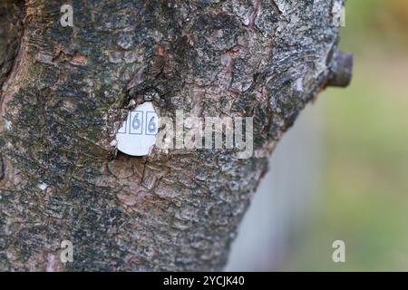 Plaque avec le numéro d'un arbre incarné dans l'écorce d'arbre dans un parc en Allemagne Banque D'Images