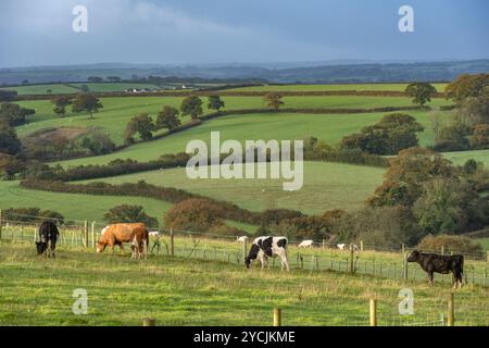Terres agricoles de West Country à Cornwall et Devon Banque D'Images