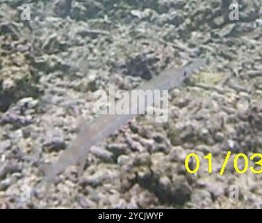 Cornetfish bleuté (Fistularia commersonii) Actinopterygii Banque D'Images