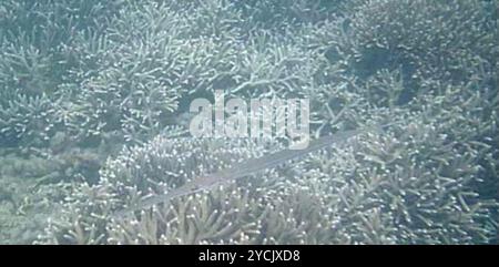 Cornetfish bleuté (Fistularia commersonii) Actinopterygii Banque D'Images