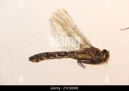 Midland Clubtail (Gomphurus fraternus) Insecta Banque D'Images