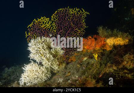 Violescent Sea fan, Paramuricea clavata, et vers corallien, Salmacina dysteri, Bastia Corse. Banque D'Images