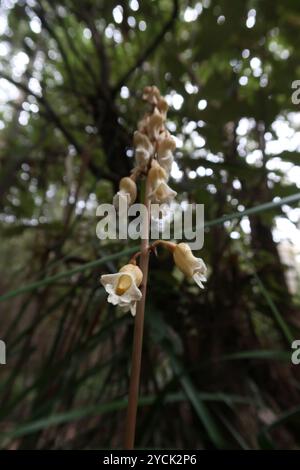 Grande orchidée de pomme de terre (Gastrodia procera) Plantae Banque D'Images