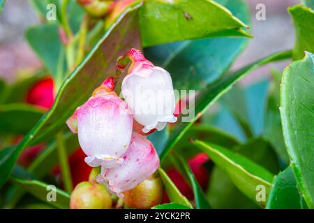 Minuscules fleurs blanches en forme de cloche de la plante Gaultheria Banque D'Images