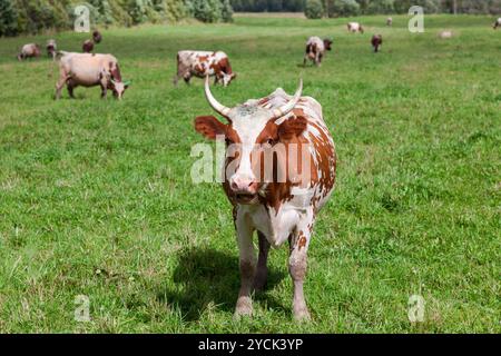 Les vaches broutent dans les pâturages un jour d'été Banque D'Images