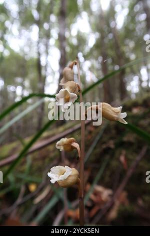 Grande orchidée de pomme de terre (Gastrodia procera) Plantae Banque D'Images