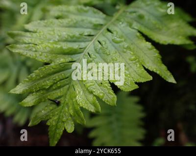 Polypodie australe (Polypodium cambricum) Plantae Banque D'Images