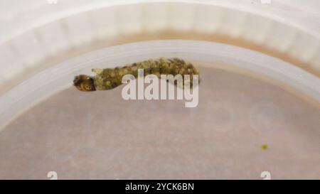 Mouches noires (Simuliidae) Insecta Banque D'Images