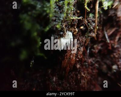 Champignons de la colonne vertébrale (Mucronella pendula) Banque D'Images