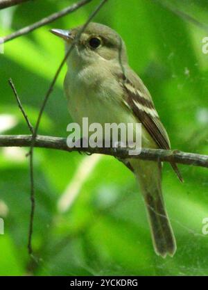 Acadien Flycatcher (Empidonax virescens) Aves Banque D'Images