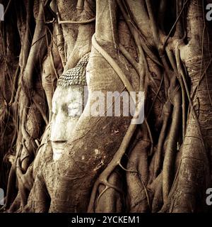 Tête de bouddha caché dans les racines de l'arbre. Ancienne sculpture en grès au Wat Mahathat. Ayutthaya, Thaïlande Banque D'Images