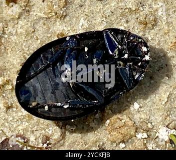 Insecte du petit coléoptère argenté (Hydrochara caraboides) Banque D'Images