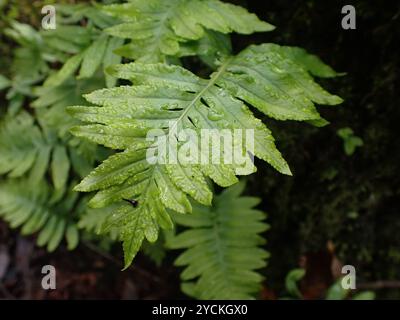 Polypodie australe (Polypodium cambricum) Plantae Banque D'Images