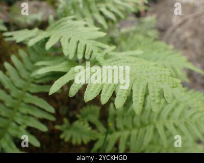 Polypodie australe (Polypodium cambricum) Plantae Banque D'Images