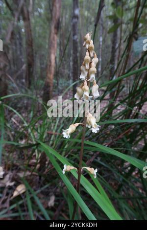 Grande orchidée de pomme de terre (Gastrodia procera) Plantae Banque D'Images