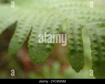 Polypodie australe (Polypodium cambricum) Plantae Banque D'Images