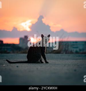 Chat au coucher du soleil/crépuscule. Banque D'Images