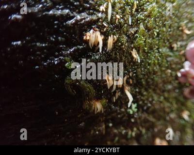 Champignons de la colonne vertébrale (Mucronella pendula) Banque D'Images